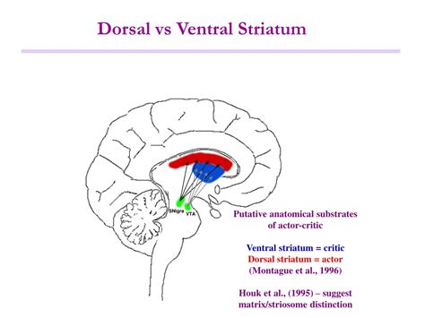 dorsal and ventral striatum.